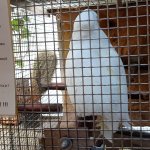 phoca_thumb_m_tropic zajici 19 Fotogalerie